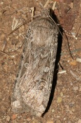 Euxoa auxiliaris