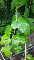Passiflora vesicaria