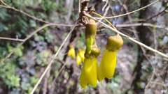Sophora microphylla