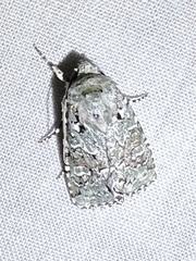 Lacinipolia laudabilis