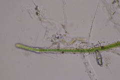 Nostocales