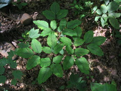 Ligusticum canadense