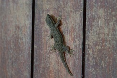 Hemidactylus platyurus