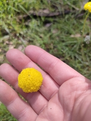 Craspedia variabilis