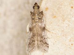 Amyelois transitella