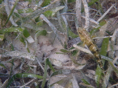 Amblygobius phalaena