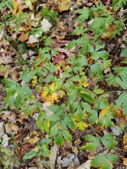 Xanthorhiza simplicissima