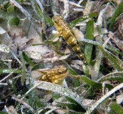 Amblygobius phalaena