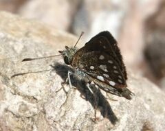 Piruna aea