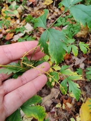 Xanthorhiza simplicissima