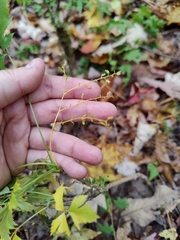 Xanthorhiza simplicissima