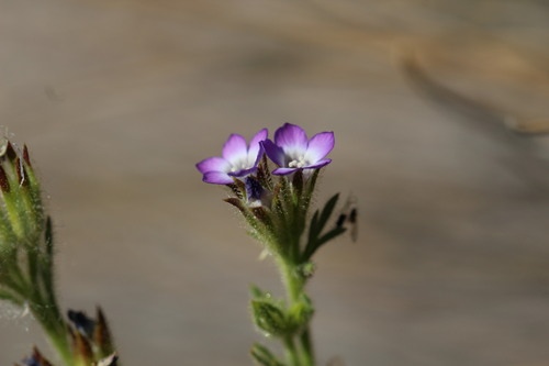 Gilia laciniata (Gilia laciniata)