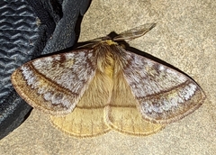 Eupterotidae