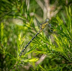 Austrogomphus ochraceus
