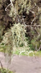Ramalina peruviana
