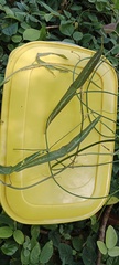 Decaloba