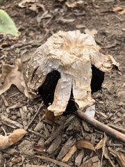 Agaricus deserticola