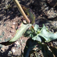 Penstemon spectabilis spectabilis