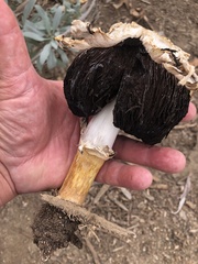 Agaricus deserticola