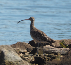 Numenius madagascariensis