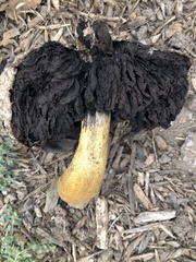 Agaricus deserticola