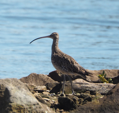 Numenius madagascariensis