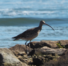 Numenius madagascariensis