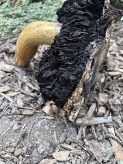 Agaricus deserticola