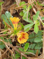 Biophytum sensitivum