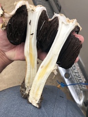 Agaricus deserticola