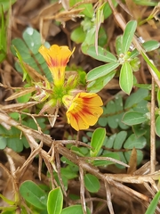 Biophytum sensitivum