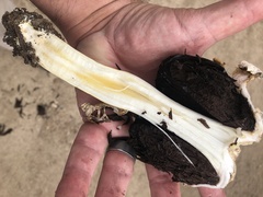 Agaricus deserticola