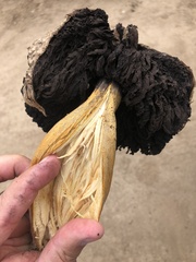 Agaricus deserticola