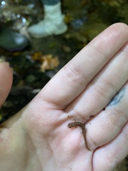 Eurycea cirrigera