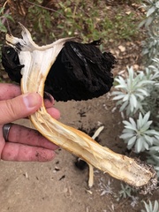 Agaricus deserticola