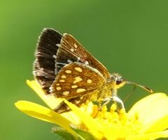 Piruna aea