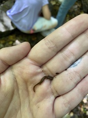 Eurycea cirrigera