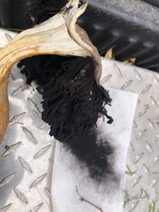 Agaricus deserticola