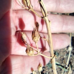 Penstemon spectabilis spectabilis
