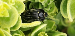 Geoborus rugipennis
