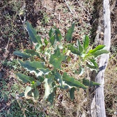 Penstemon spectabilis spectabilis