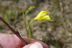Diuris chryseopsis