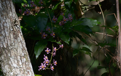 Trichocentrum andrewsiae