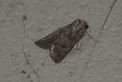 Protorthodes