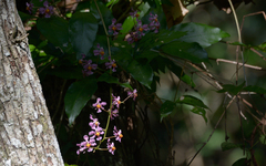 Trichocentrum andrewsiae