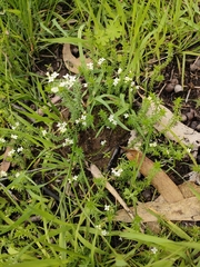 Asperula conferta