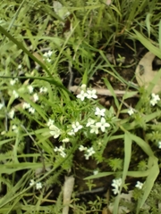 Asperula conferta