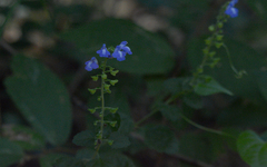 Scutellaria gaumeri