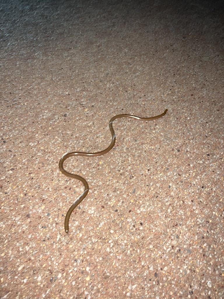 Beaked Blind Snake