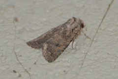 Protorthodes